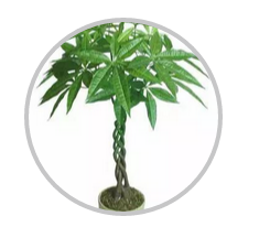 綠植搭配也有講究！